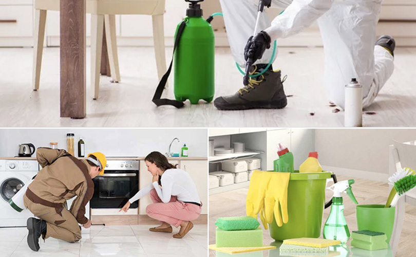 Common Household Pests and Their Dangers